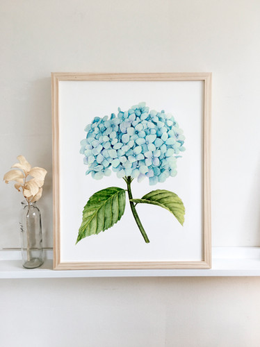 Blue Hydrangea Watercolor — Print | shealeenlouise fine art
