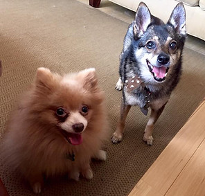 Image of two small dogs