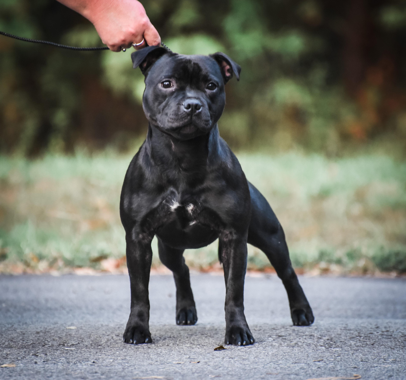 Staffordshire bull terrier kennels 2025