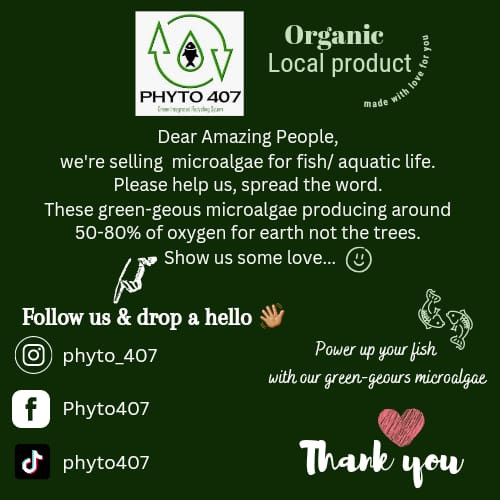 Thumbnail: Chlorella Freshwater Microalgae Alquaculture Feed