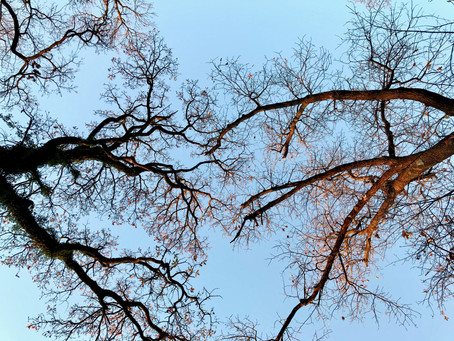 The witness of trees