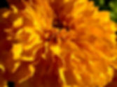 IMG_9891.jpeg
