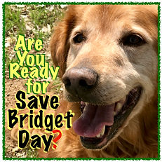 Save Bridget Day 4 JPG.jpg