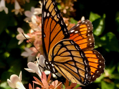 The two sides of patience