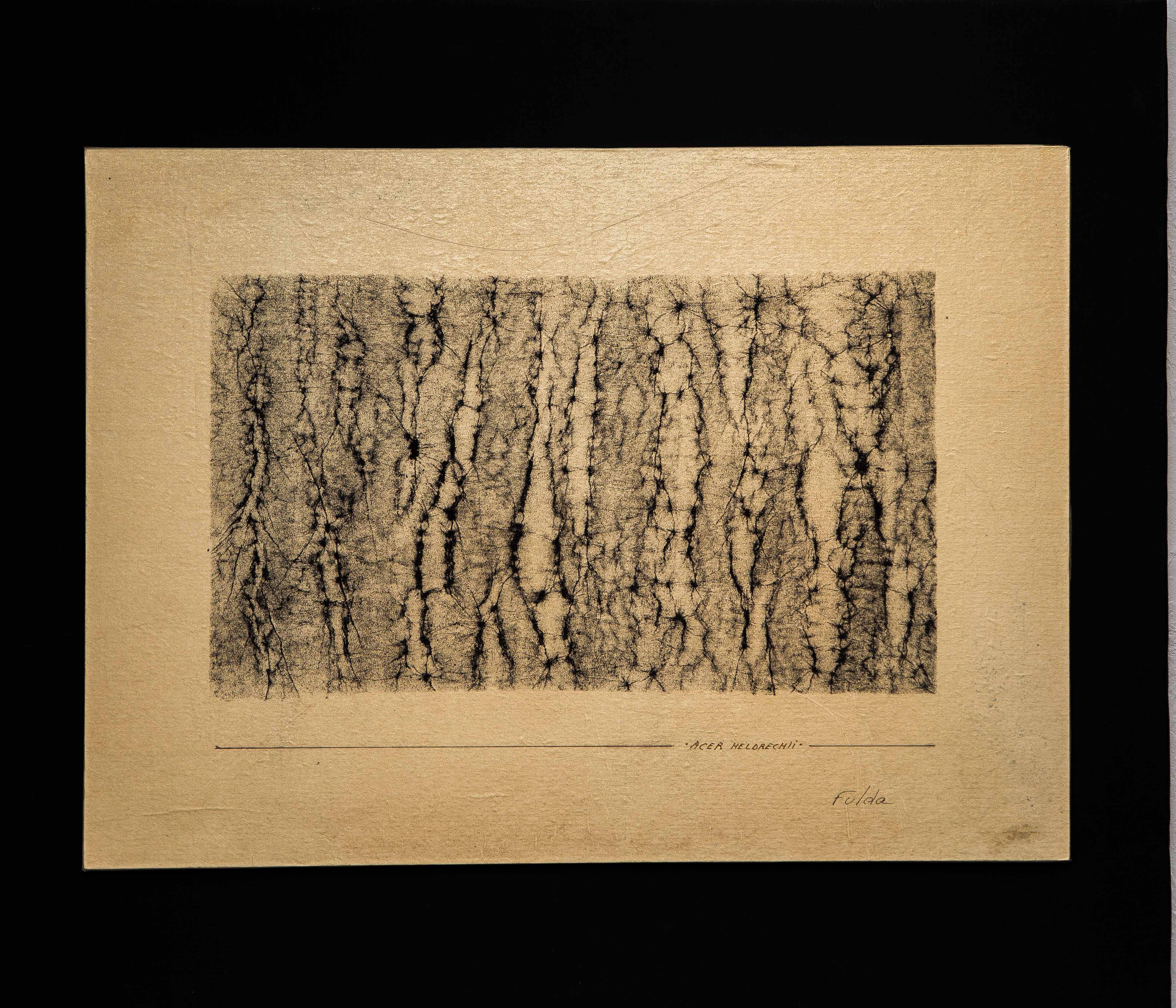 Acer Heldrechii