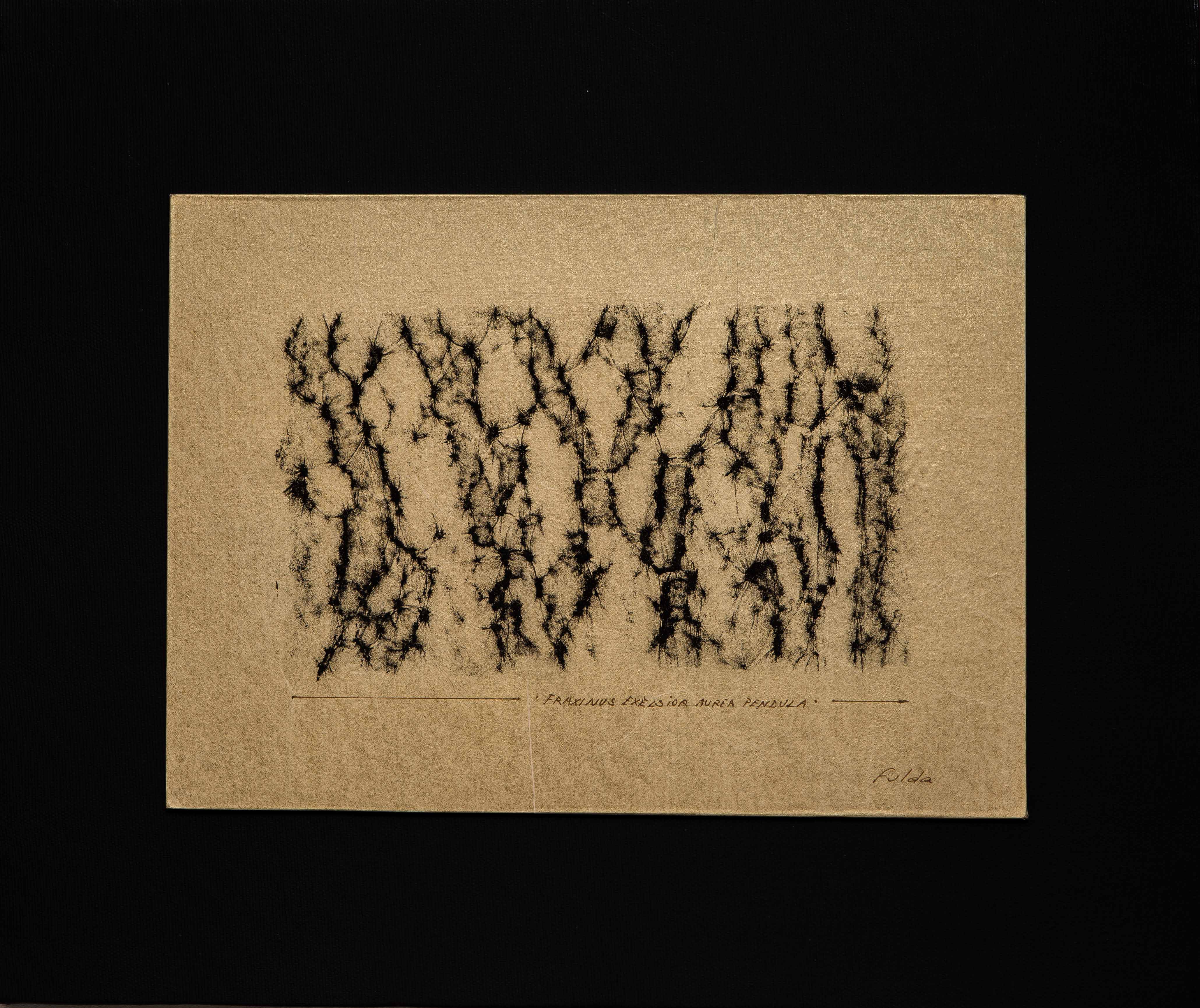 Fraxinus