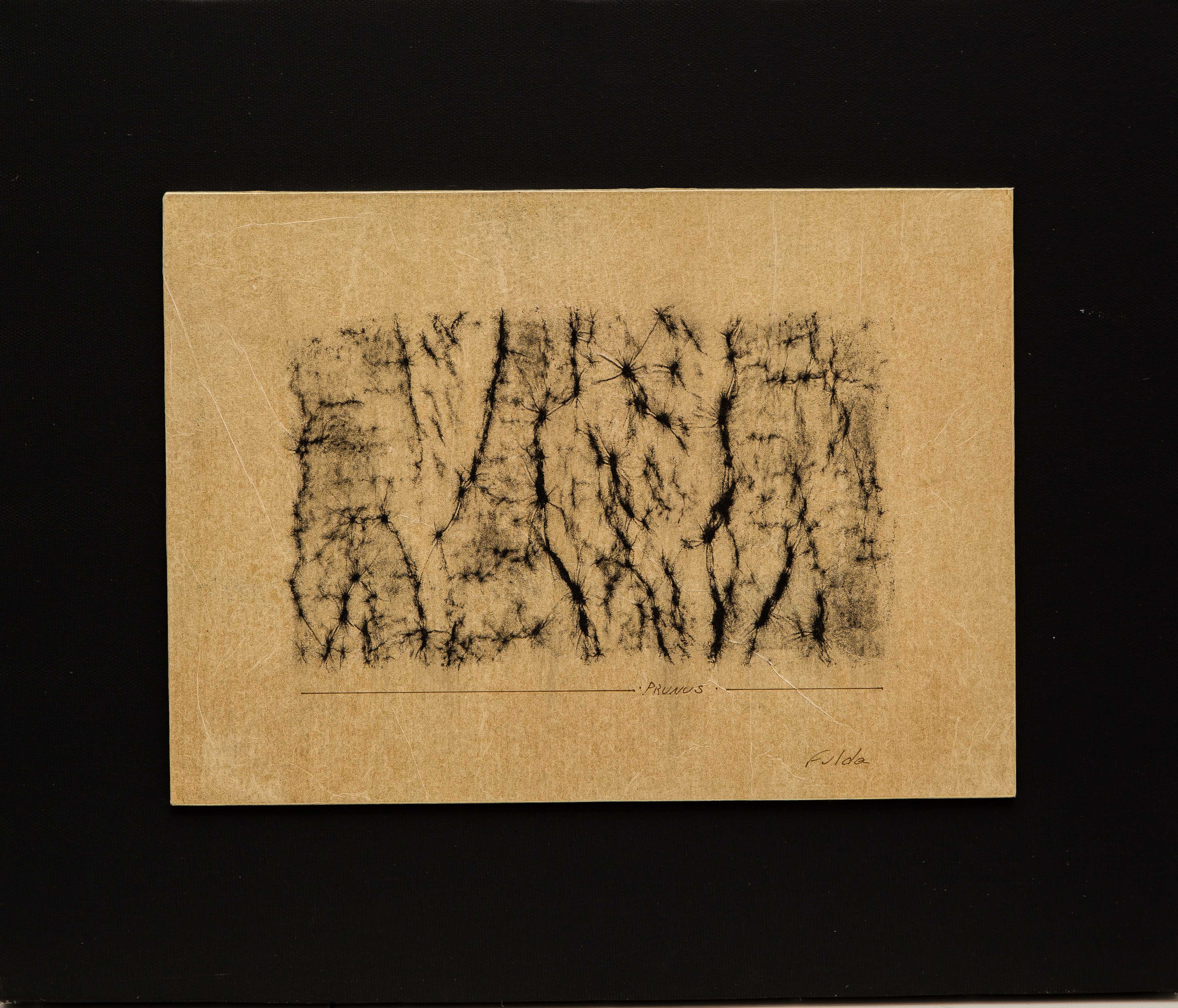 Prunus