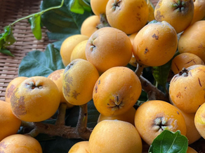 Loquat