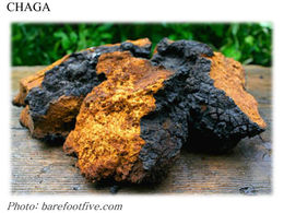 MEDICINAL MUSHROOMS
