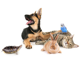 The Natural Pet