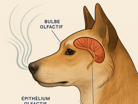 Illustration d'un chien montrant la position du bulbe olfactif et du système nasal, représentant la puissance de l'odorat canin
