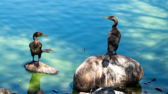 Registra Parque de la Amistad llegada de aves migratorias a Tijuana