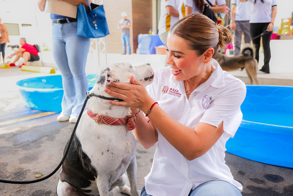 GOBIERNO DE BAJA CALIFORNIA PROMUEVE ADOPCIÓN RESPONSABLE PARA DAR HOGAR A ANIMALES RESCATADOS 