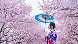 asian-woman-wearing-japanese-traditional-kimono-cherry-blossom-spring-japan.jpg