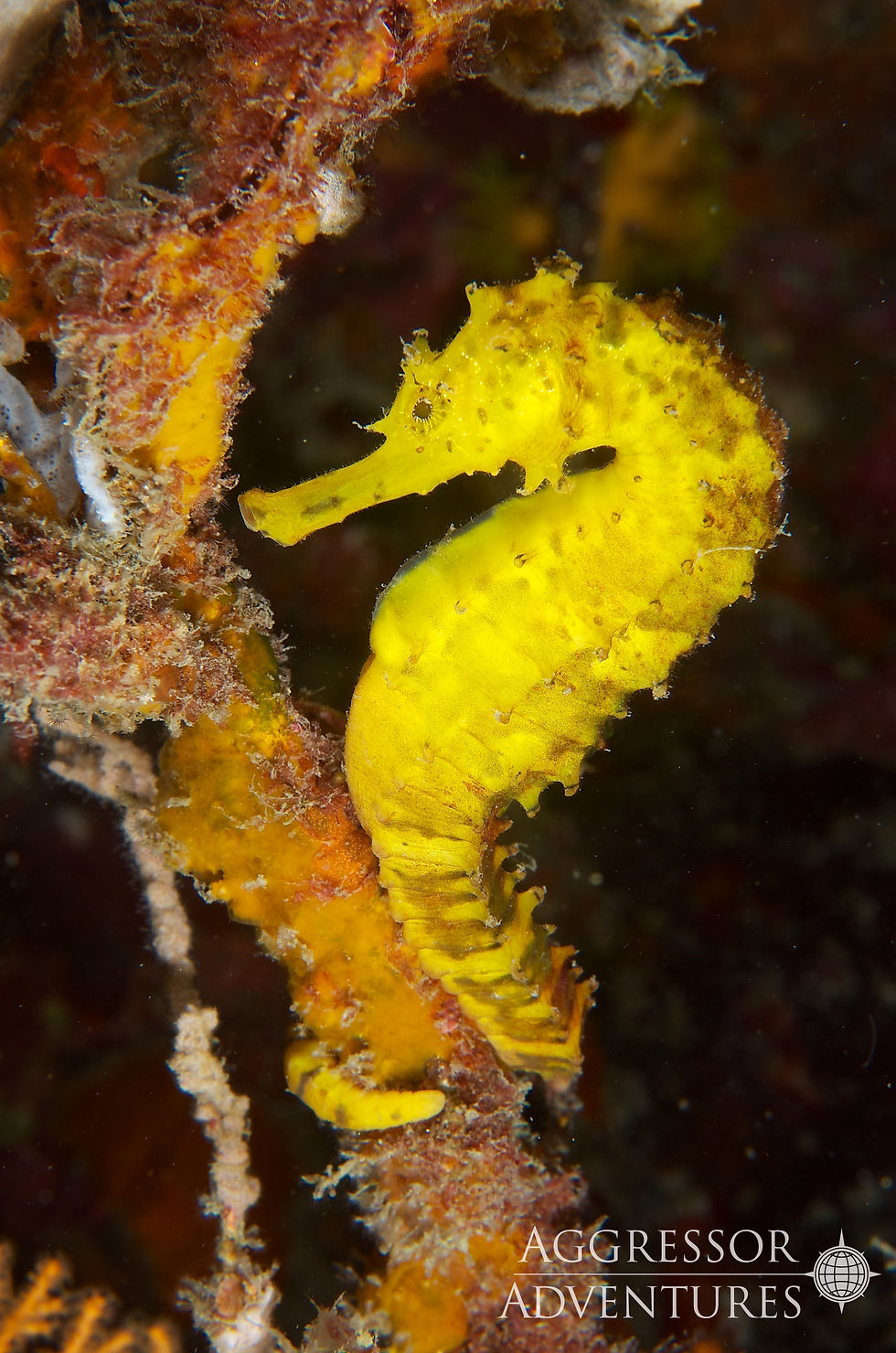 Top Diving Spots in Thailand - Aggressor Thailand