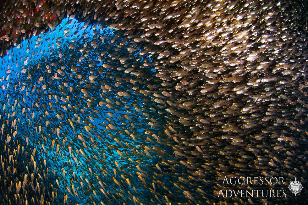 Top Diving Spots in Thailand - Hin Daeng and Hin Muang, South of Koh Lanta. Aggressor Adventures