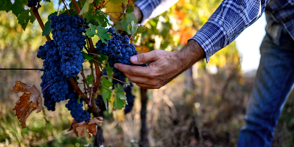 men in a vineyard checking grapes quality