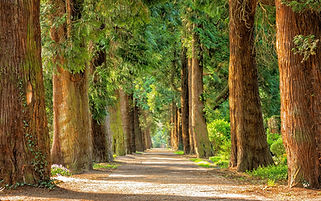 avenue-2215317_1280.jpg