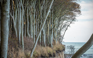 nature-6830717_1280.jpg