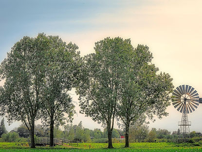 trees-7937129_1280.jpg