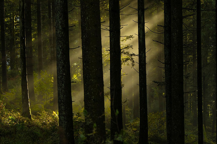 forest-8355748_1280.jpg