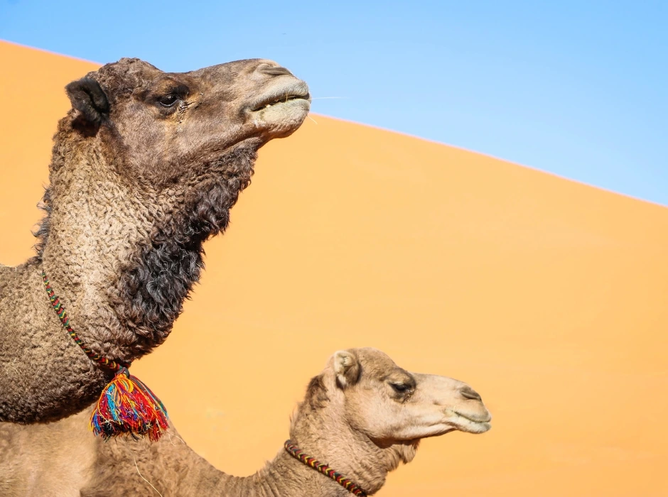 camels merzouga desert morocco