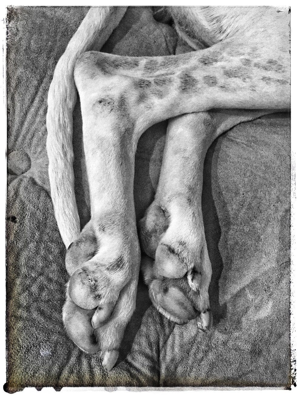 Willow's paws