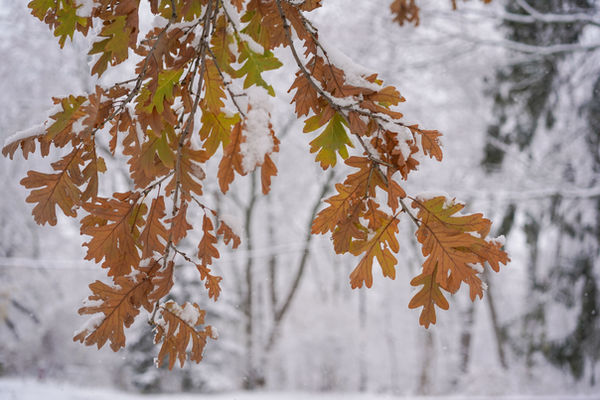 Oaks and snow