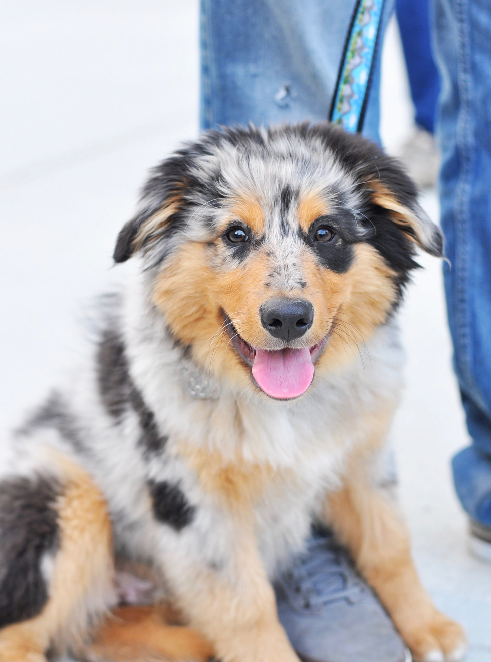 Puppy leaning in