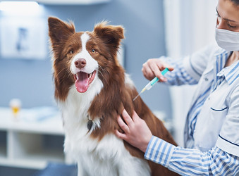 Rabies vaccine-biovex.jpeg