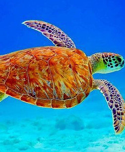 Aniamor-Turtle day