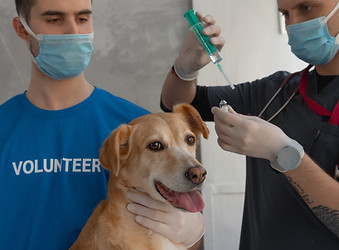 rabies vaccine.jpg