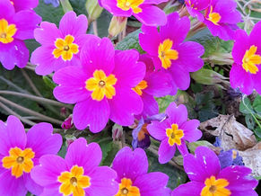 Yalnızlık Devrimi                                                        Yarım Kalıyor    