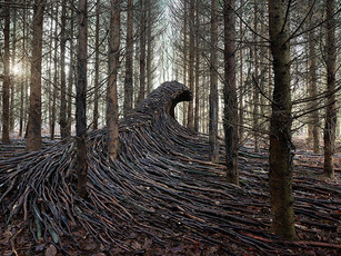 Forest Waves