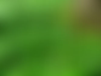 Wilde Frühlingsrolle nach Hildegard von Bingen