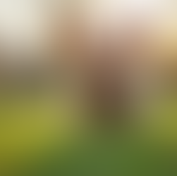 Training Your Teacup Yorkie: Tips and Tricks