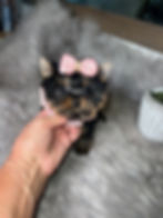 Close-up view of a small Yorkie puppy sitting on a soft blanket