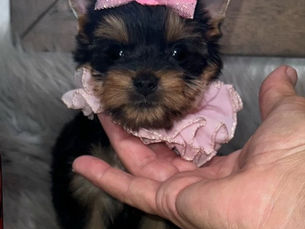 Yorkie-Friendly Travel Tips: Exploring Texas and Beyond with Your Teacup Yorkie