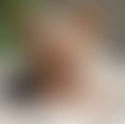 Trusted Teacup Yorkie Breeders: What to Know