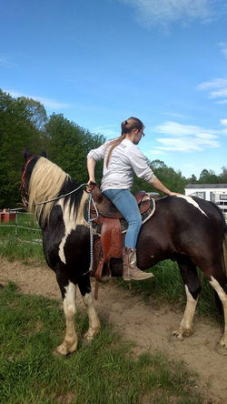 Horse in for training (desnsitizing)