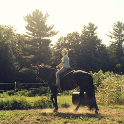4 year old STB mare