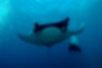 Giant Pacific Manta