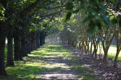 Tree Tunnel