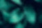 Aqua-green-leaves-779570.jpg