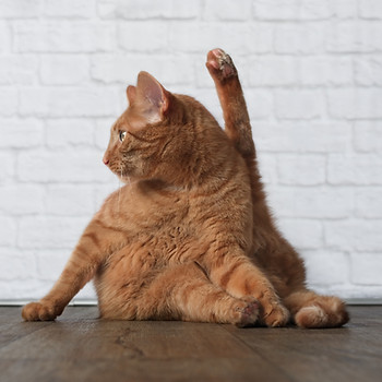 AdobeStock_183490132.jpeg