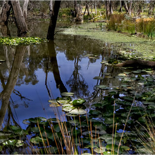 billabong reflection.jpg
