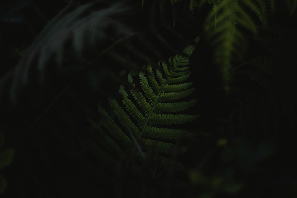 Fern Leaves _edited.jpg