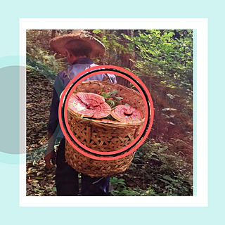 Photo du rédacteur: Nous & notre cie de reishi 100% bio