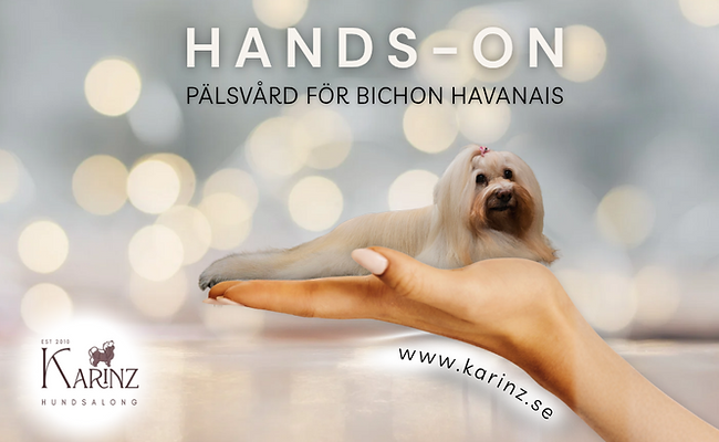 Kopia av Kopia av Hands-on pälskurs Bichon Havanais (980 x 552 px)_20260421_190946_0000.p
