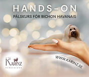 Kopia av Hands-on  pälskurs Bichon Havanais (Facebook-inlägg)_20260216_000219_0000.png
